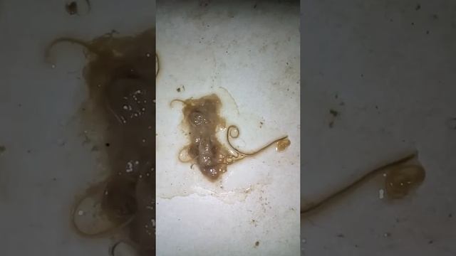 Кошачьи глисты шевелятся смотреть онлайн