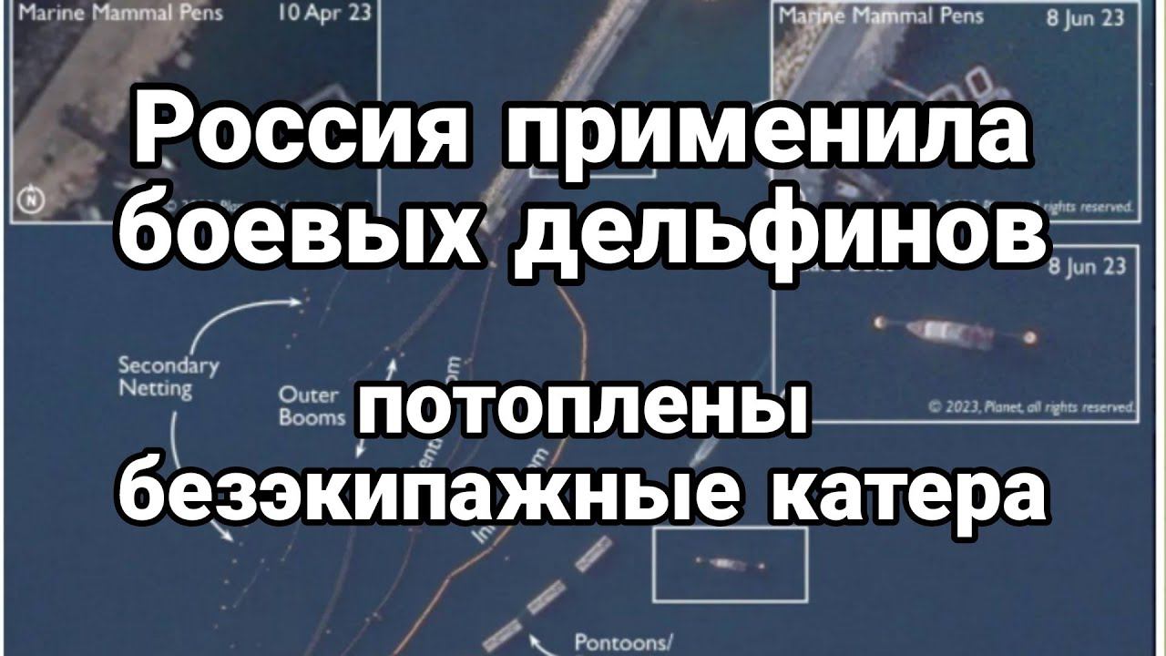ДЕЛЬФИНЫ ПОМЕШАЛИ АТАК0ВАТЬ КРЫМ!