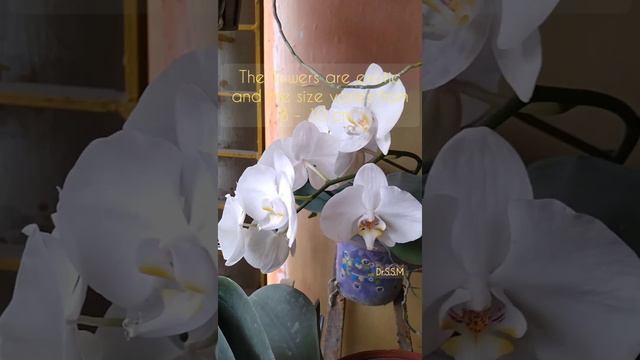 Phalaenopsis Sogo Yukidian V3 Orchid🌷|The Introduction #phalaenopsisorchid #sogo #orchidgarden