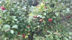 Яблоня сорта Лигол. Хороший потенциал .