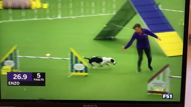 Westminster Finals Agility 2018 - Enzo The Amstaff/Pit Bull Terrier