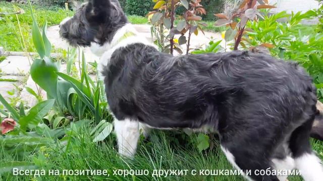 Кукла ищет 🏠 смотреть онлайн