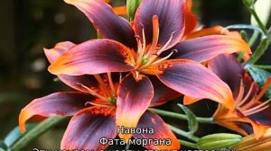 Лилия азиатская