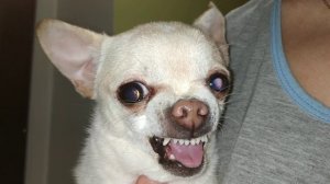 Злые чихуа Ржачь! #Angry Chihuahuas#