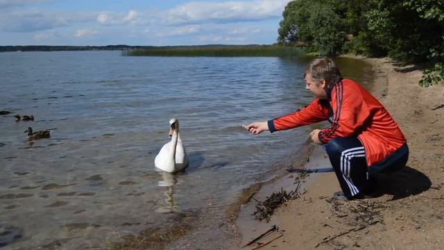 лебедь, смотреть онлайн