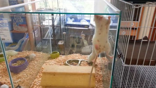 Побег не удался смотреть онлайн