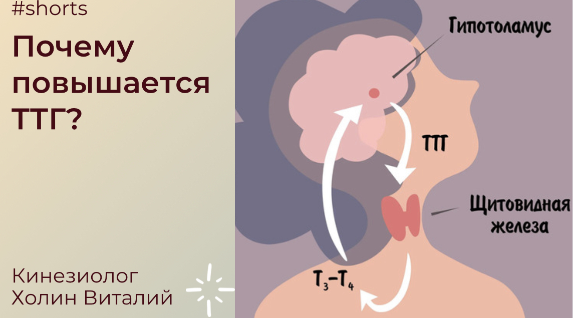 Почему повышается ТТГ? смотреть онлайн