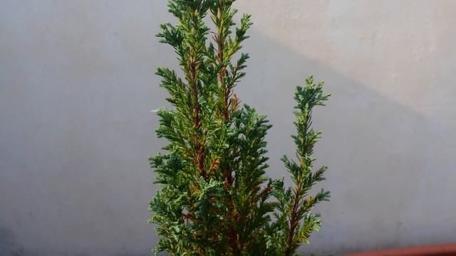 Chamaecyparis (False Cypress) Bonsai Tree