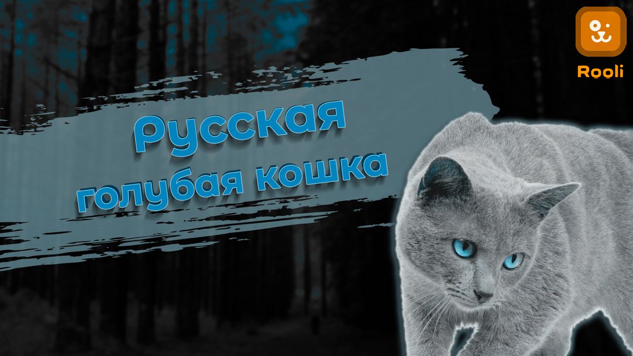 Русская голубая кошка: Очарование природного окраса смотреть онлайн