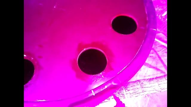 Помидоры через месяц подросли под фито LED лампами на удобрениях General hydroponics Nova смотреть онлайн