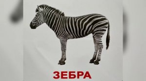 Карточки Домана.Тема 2.«Дикие животные» #карточкидомана #развивающиевидео #развитиедетей #животные