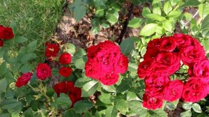 "Народная экспертиза" розы "Ред Сенсейшн")))