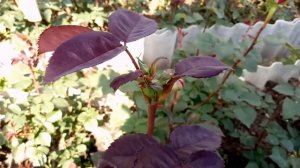 Обзор чайно-гибридных роз сорта Ред Наоми