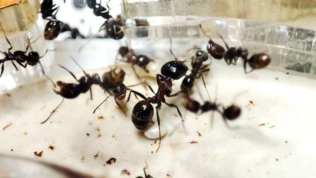 Содержание и уход Messor Structor (степные муравьи-жнецы). смотреть онлайн