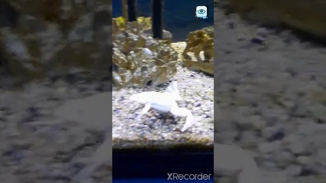 Павлин Альбинос И Морские существа. смотреть онлайн