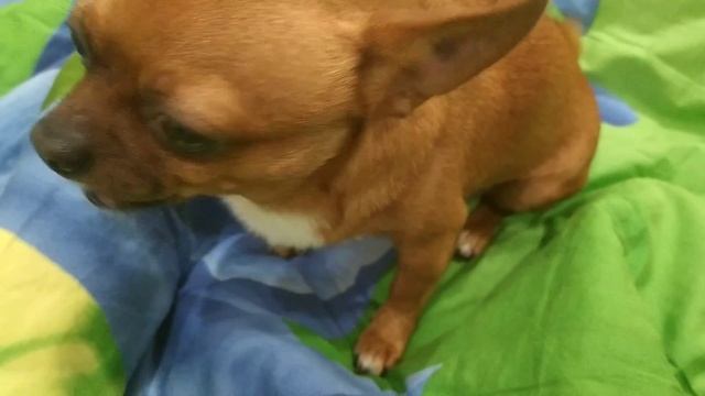 ЦЕЗАРЬ ПРОСИТ  МИНДАЛЬНЫЕ ОРЕХИ