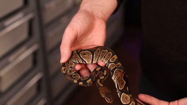 5 BEST Inc-Dom Ball Python Morphs under $500 | Leviathan Snakes смотреть онлайн