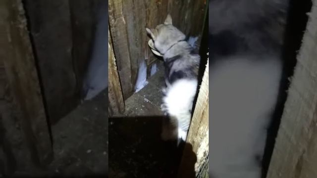 кормление щенка лайки з.с.л. смотреть онлайн