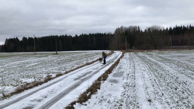 «Дом Собачьей Надежды» или Как я встретила самых милых собак ❤️ смотреть онлайн