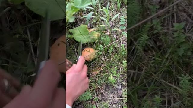 сходили за грибами аж на 1л насобирали ?