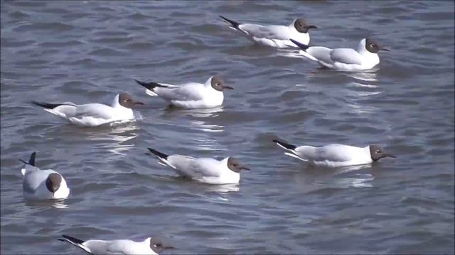 Красный мост в городе Орле. Река Ока. Видео про птицы чайки на реке. Город Орёл смотреть онлайн