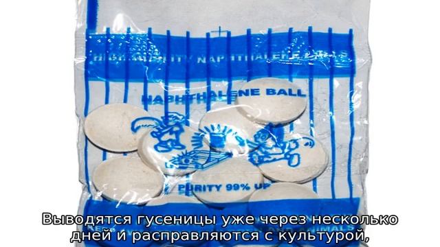 Вредители капусты смотреть онлайн