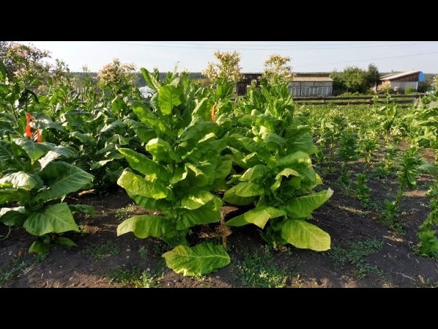 Обзор Курительного табака - отвечаю на Ваши вопросы. смотреть онлайн