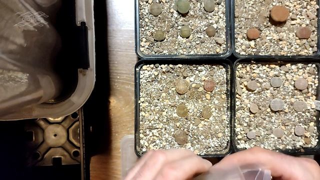 Пересадка литопсов в сухой грунт с сохранением корней смотреть онлайн