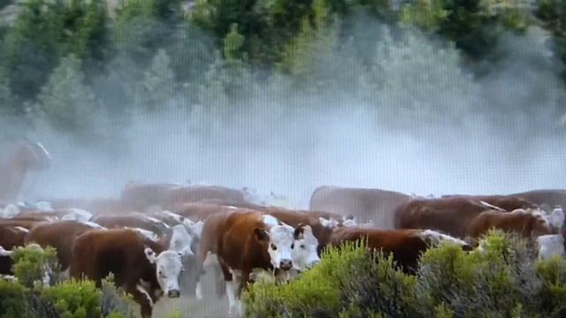 Слово дивное - пампасы... смотреть онлайн