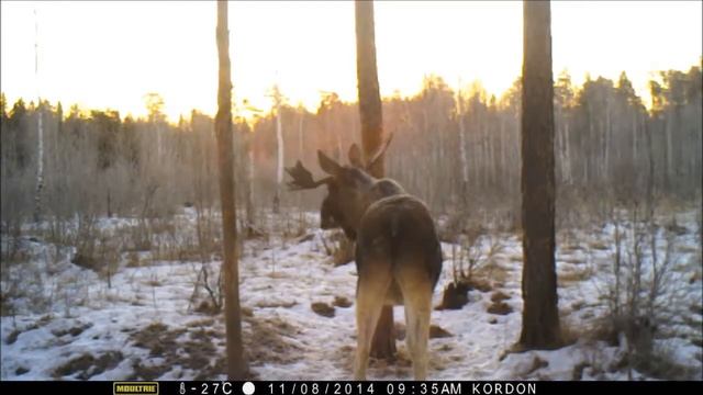Лось в ноябрьских лесах Урала. смотреть онлайн