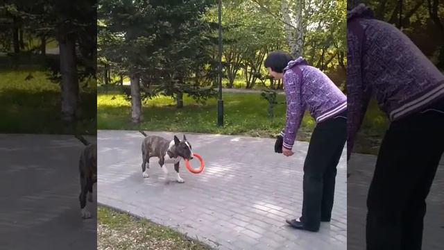 Бультерьер Афи Эфи Габар на прогулке. смотреть онлайн