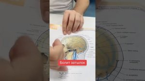 Если у вас болит голова... Рекомендации доктора Родиона.
