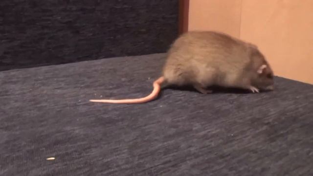 Сердитый крыс Рыжик / Rat Ryzhyk is annoyed смотреть онлайн