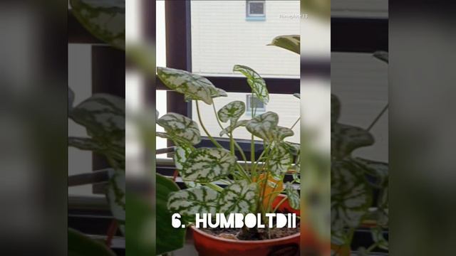 CALADIUM PLANT VARIETIES 2020||SYNGONIUM PLANT VARIETIES||MY CALADIUM AND SYNGONIUM COLLECTION 2020