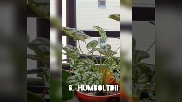 CALADIUM PLANT VARIETIES 2020||SYNGONIUM PLANT VARIETIES||MY CALADIUM AND SYNGONIUM COLLECTION 2020