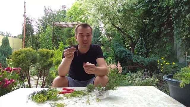 2. Черенкование отростков туи. Советы от Сергея Неклюдова смотреть онлайн