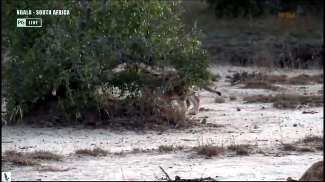 Wild Earth ~ A very patient Mom Lioness смотреть онлайн