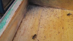 Эффективный способ борьбы с клещом ВАРРОА💡