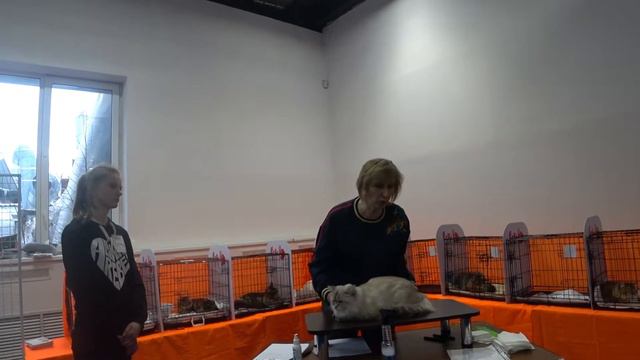 15-16 февраля 2020 Сокольники | "Felina Belissima - 11" | Выставка кошек смотреть онлайн