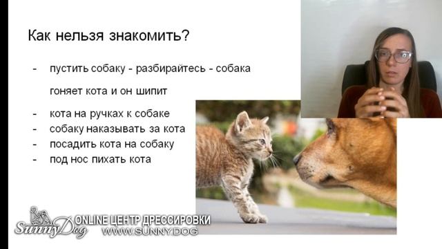 Как правильно знакомить кошек и собаку? что нельзя делать? смотреть онлайн