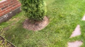 Живая изгородь из кизильника блестящего. Подробное руководство. Стриженная форма. Топиарные стрижки