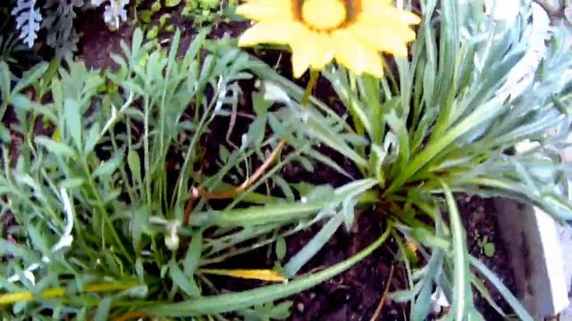 Прививка яблони? Саженцы посадила? смотреть онлайн