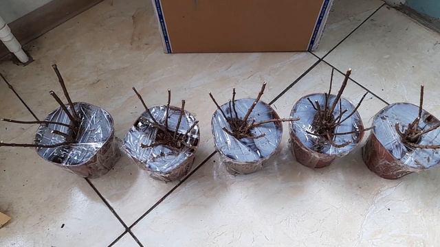 Получила новинки гортензии серии Пан! Обзор , сорта. смотреть онлайн