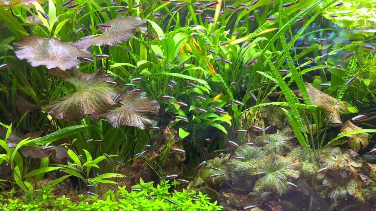 Аквариум с живыми растениями смотреть онлайн