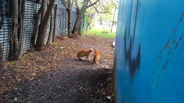 коты рыжие спорят смотреть онлайн