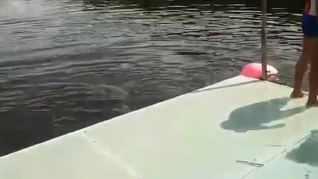 В дельфинарии дельфин 🐬 сами смотрите прикол смотреть онлайн