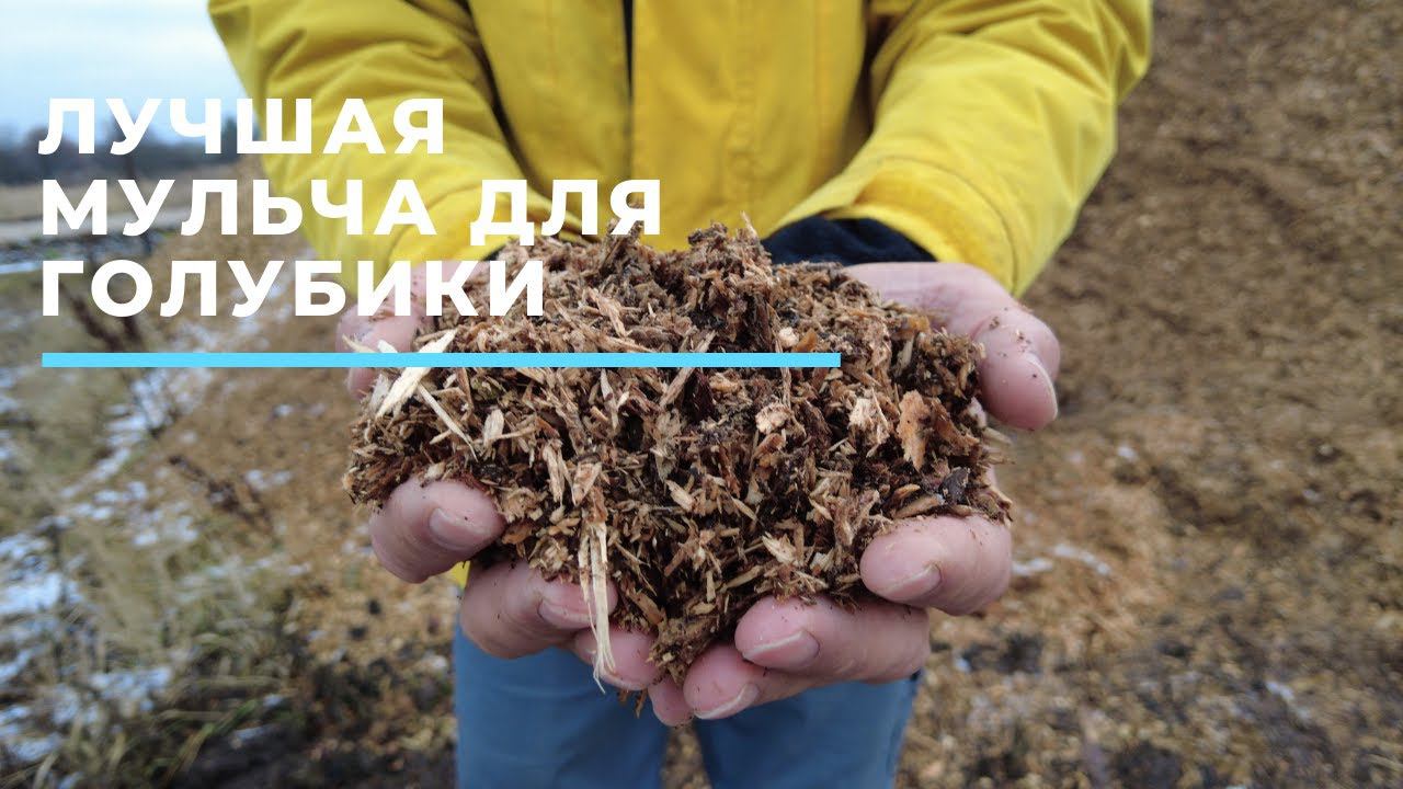 Лучшая мульча для голубики HD 1080p смотреть онлайн