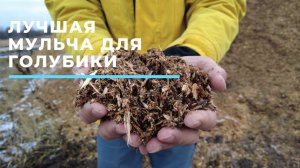 Лучшая мульча для голубики   HD 1080p