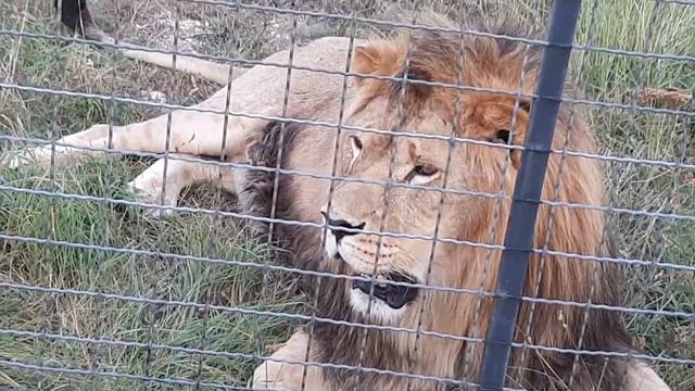 Зевс и Алекс. смотреть онлайн