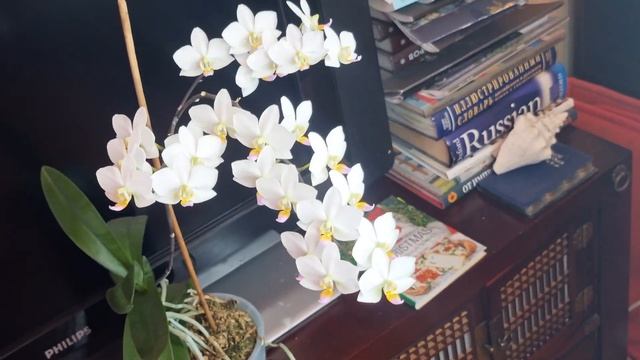 Сумасшедшее цветение! Белое облако японского фарфора и губа цвета радуги - орхидея P. Hatuyuki смотреть онлайн